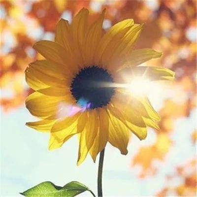 天空之城竞速赛